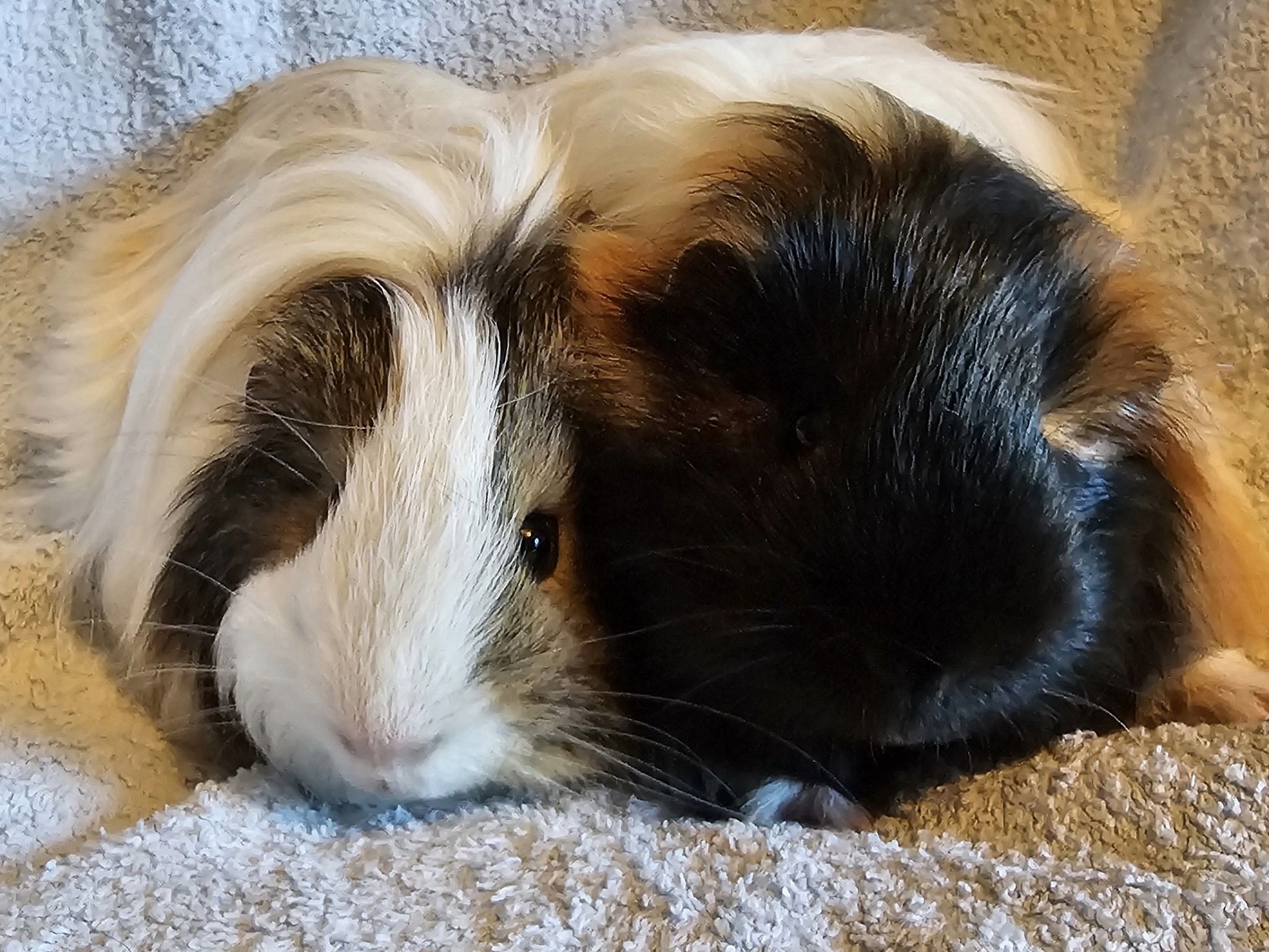 Blossom & Robin (Reserved)