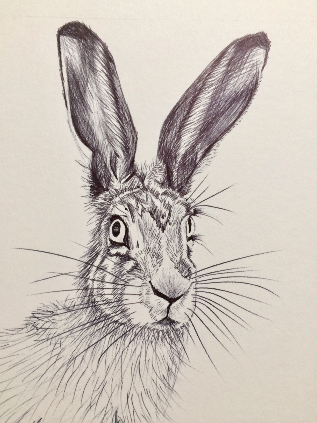 Hare drawing in biro