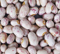 KIDNEY BEANS