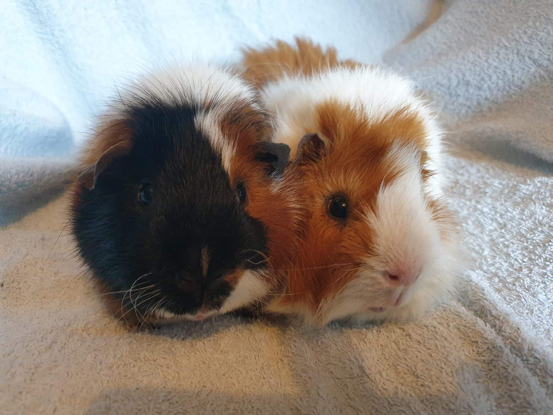 Teddy & Toffee (being Fostered)