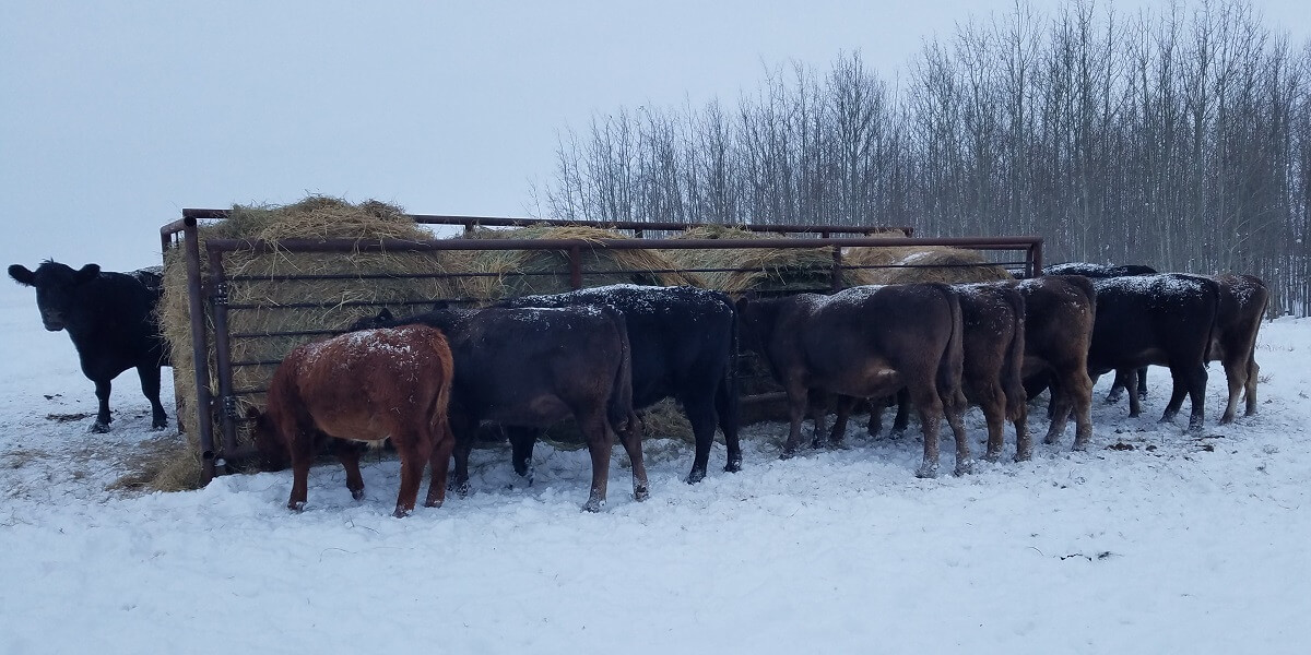 Settling into Winter on the Farm (originally posted Nov 2022)