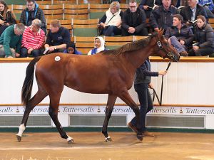 Records Galore At Book 1 Of The Tattersalls October Yearling Sale