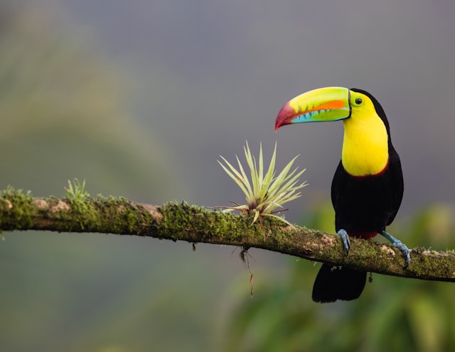 Alles over de beste reistijd, veiligheid en kosten voor een rondreis door Costa Rica