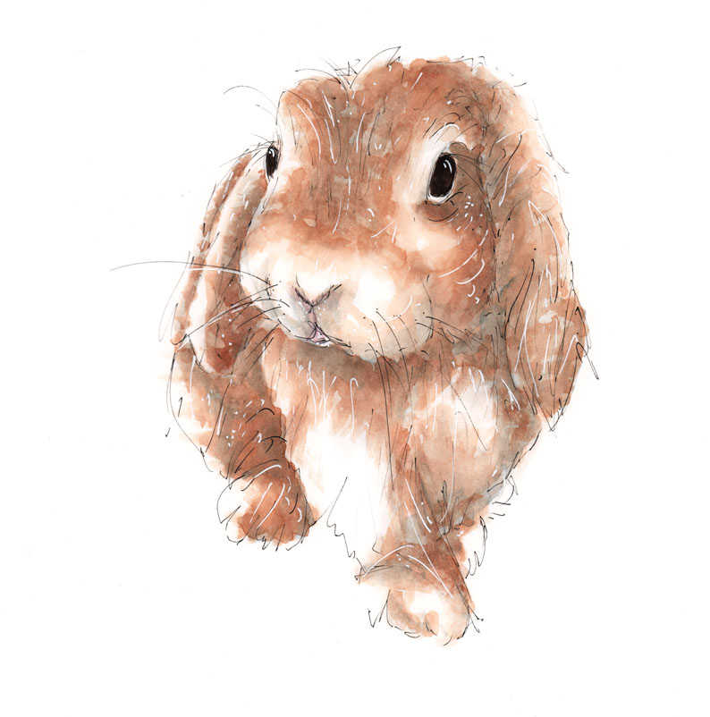 A3 Rabbit Watercolour Pencil & Ink Illustration