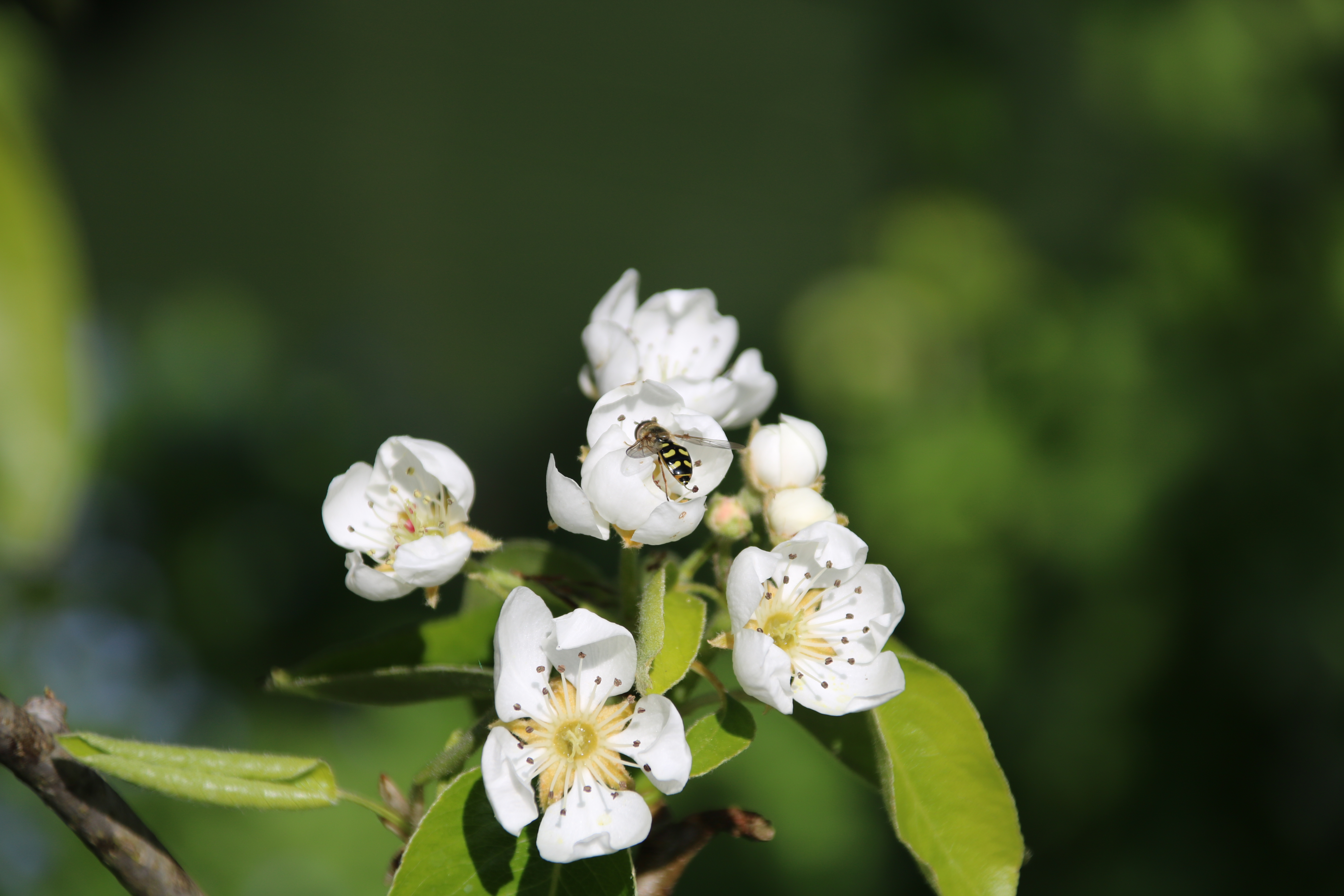 Hover Fly in Peartree BlossomJPG