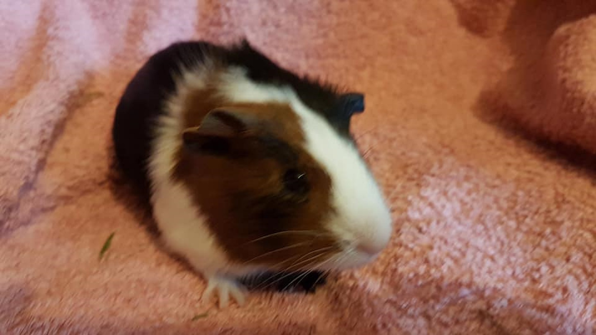 COOKIE (was TOPSY) Oct 29th 2018 to Feb 2024