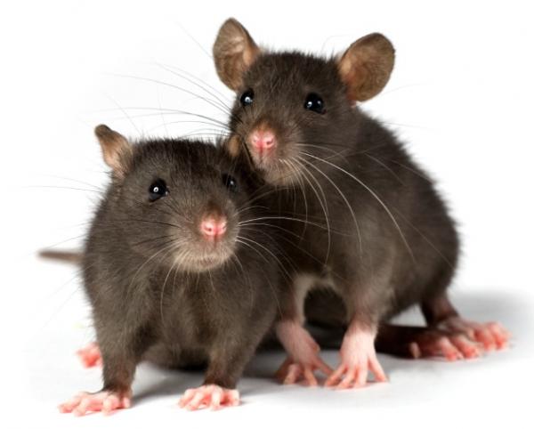 6 interesting Facts about Rats