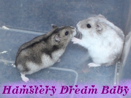 14-09-22 Dream Babys Balder x Nathifajpg