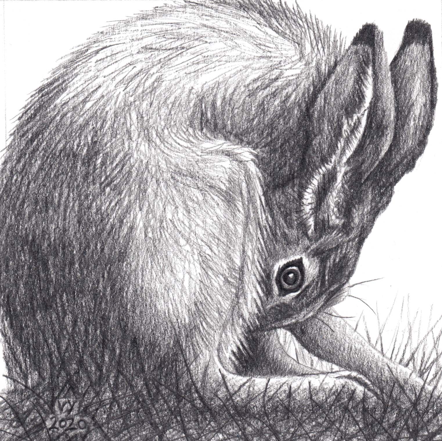 hare pencil cleanjpg