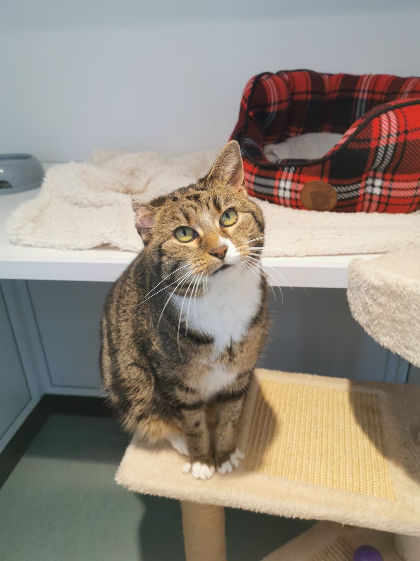 RSPCA Worcester Cats Animal Welfare Animal Cruelty Animal Charity