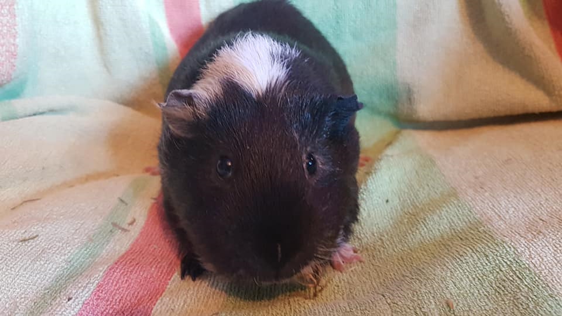 CHARLIE (was OREO) Sep 2017 to June 23rd 2021