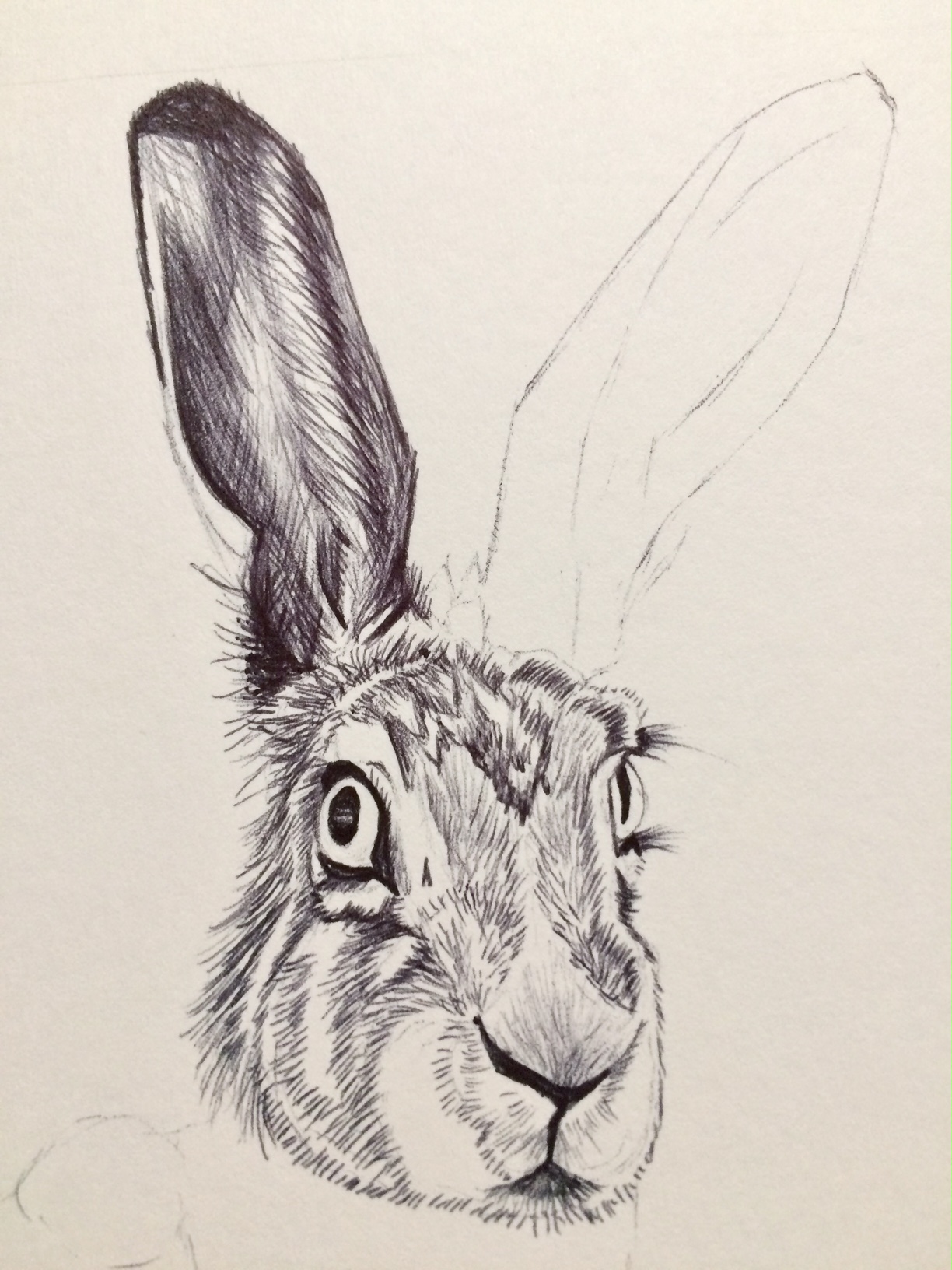 Hare drawing in biro