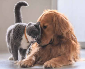 cat and dog 2PNG