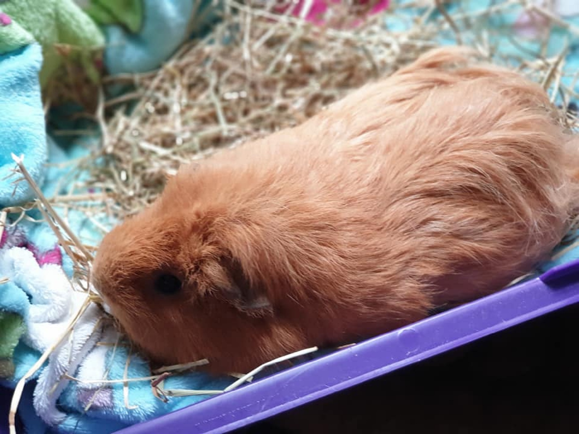 LUNA (was TOFFEE) July 2017 to August 10th 2021