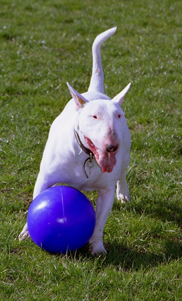 boomer ball 10 inch