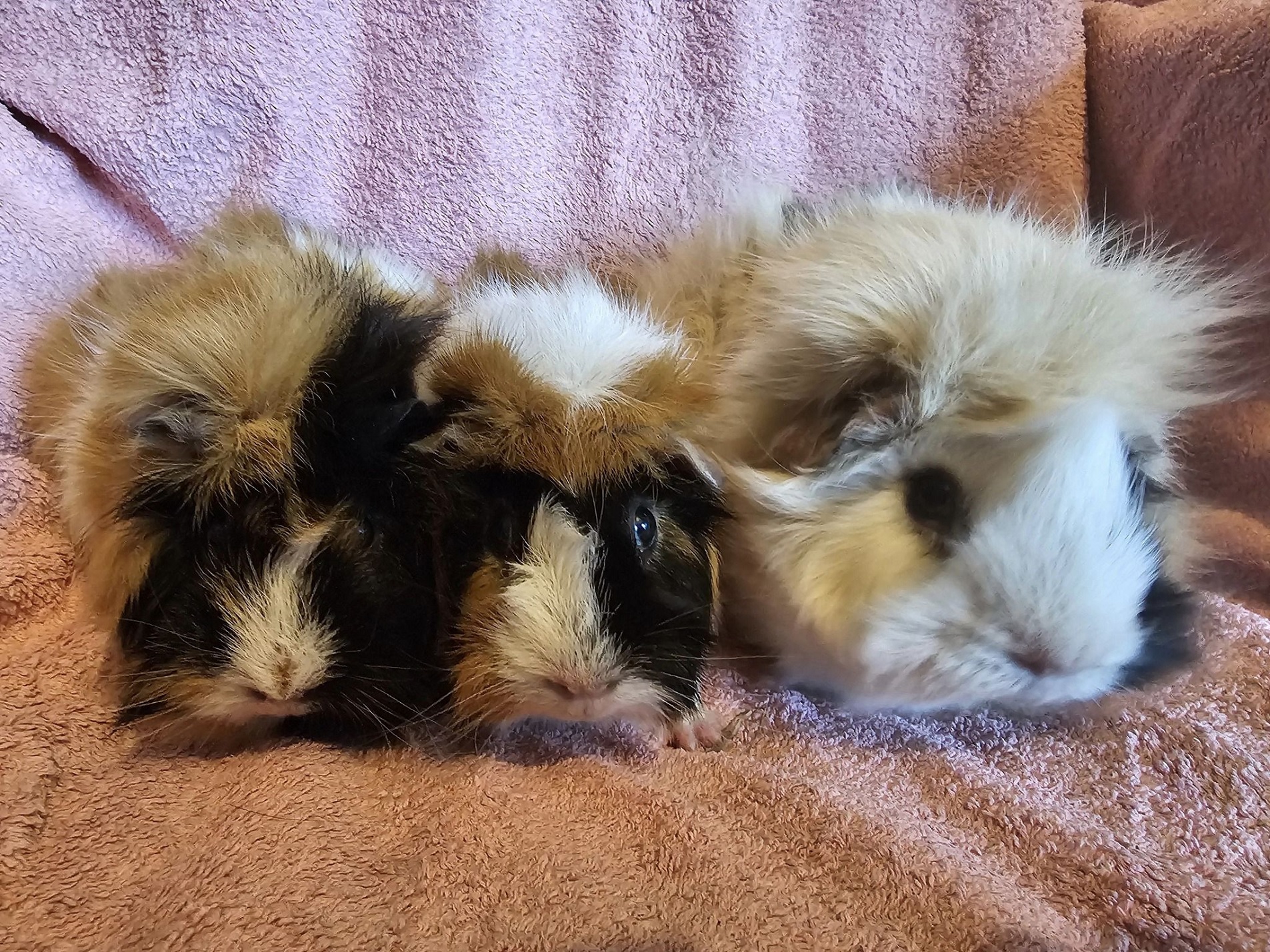 Coco, Pops & Teddy (Reserved)