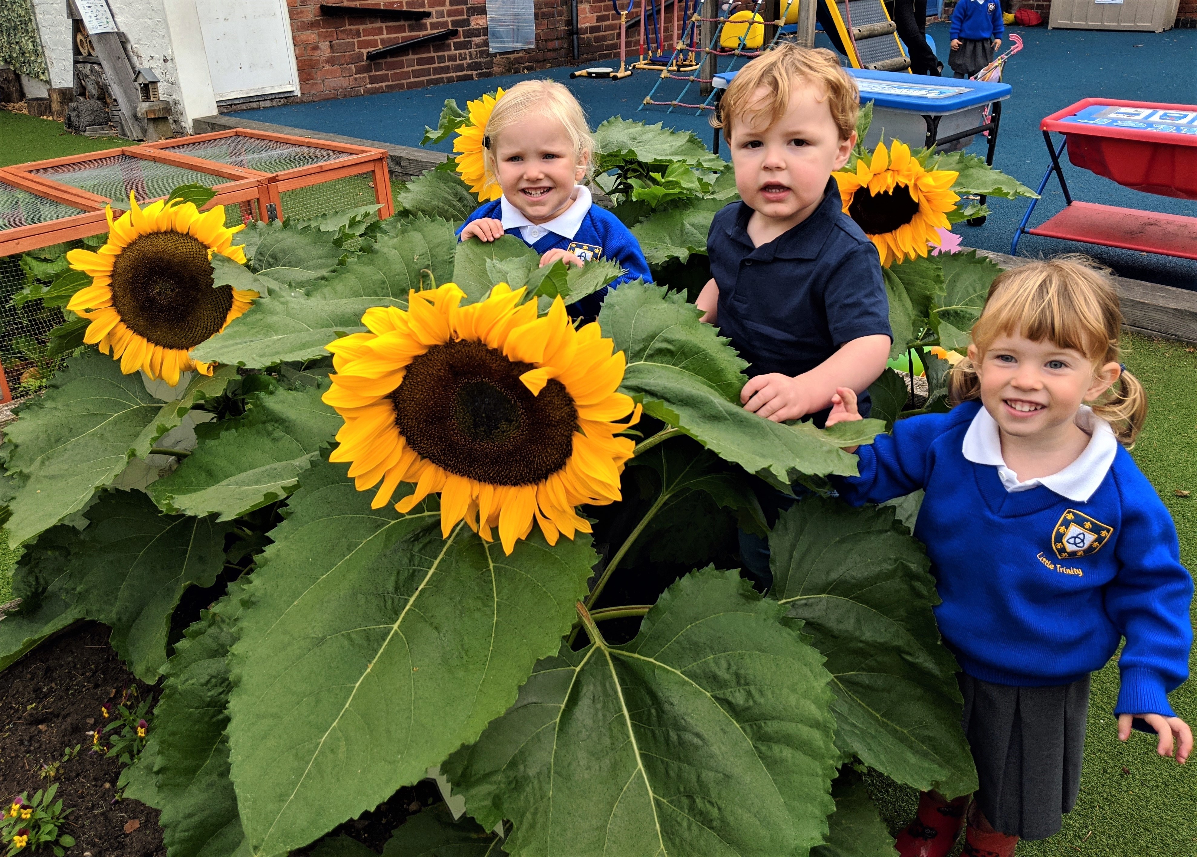 Litttle_Trinity_sunflowers2jpg