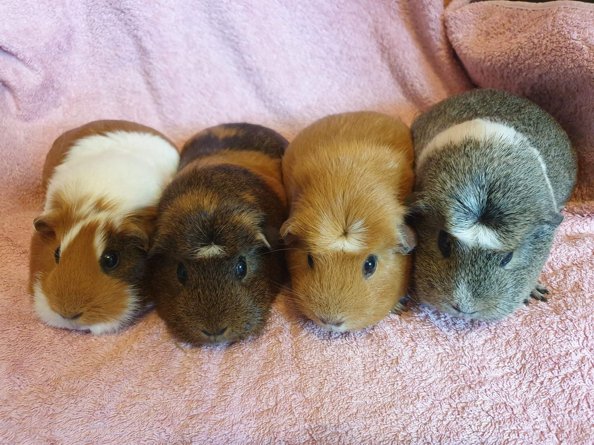 Twinkle, Cappuccino, Jessica & Coco (Fostered)