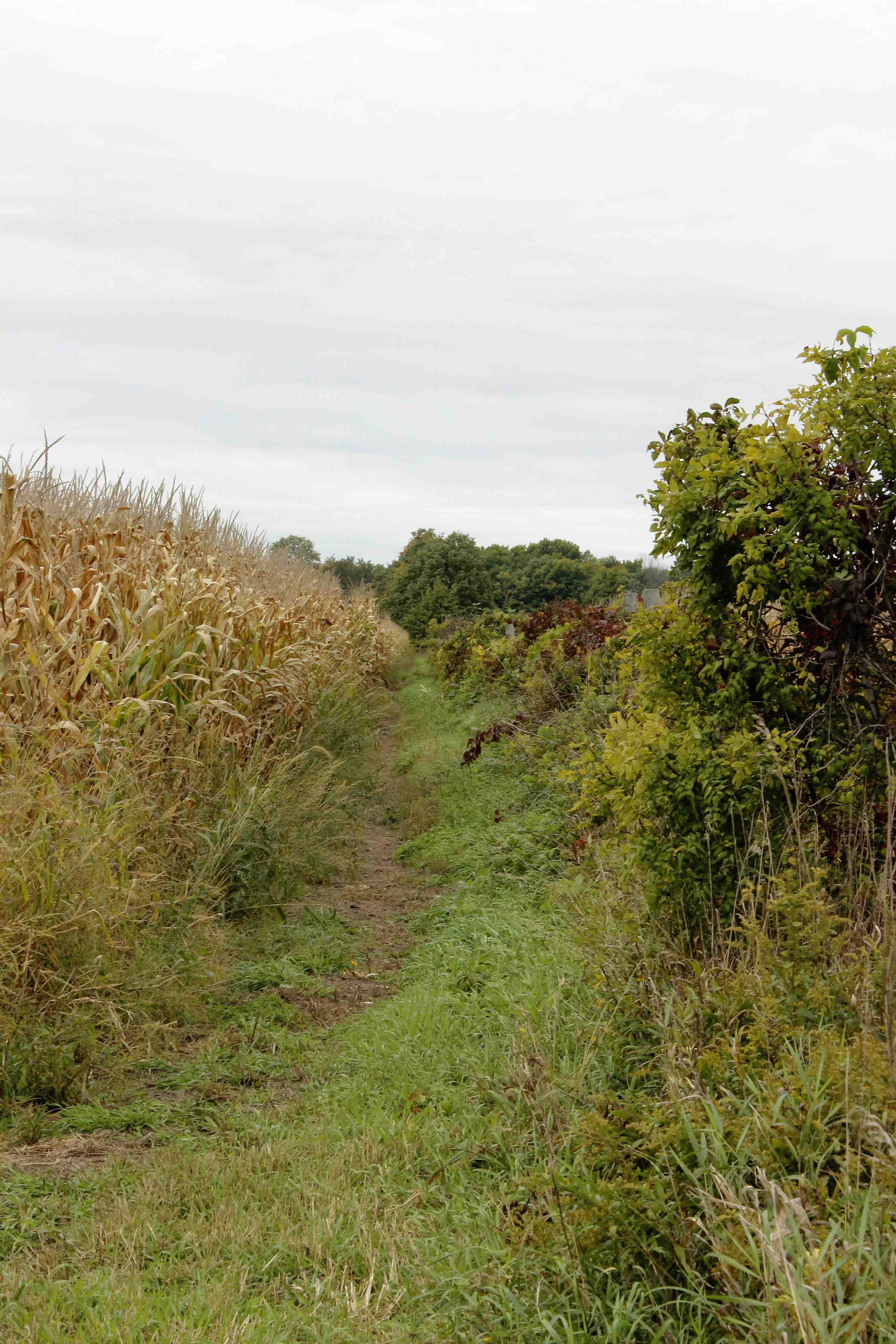 Corn field trail