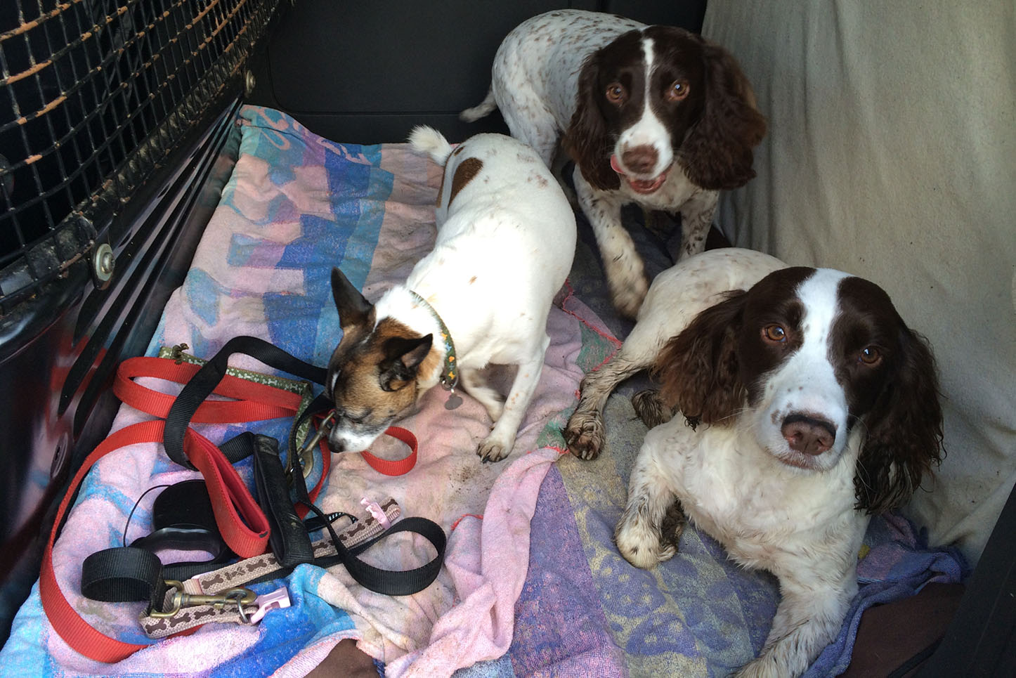 Dog walker service in Haworth and Keighley