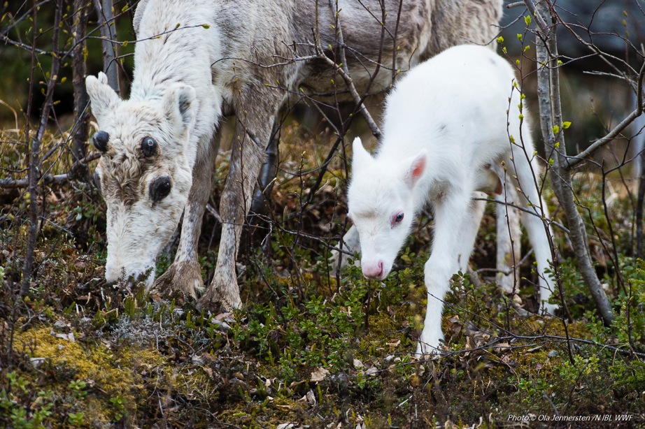 ©Geunja Sami Ecolodge- photo Ola Jennersten