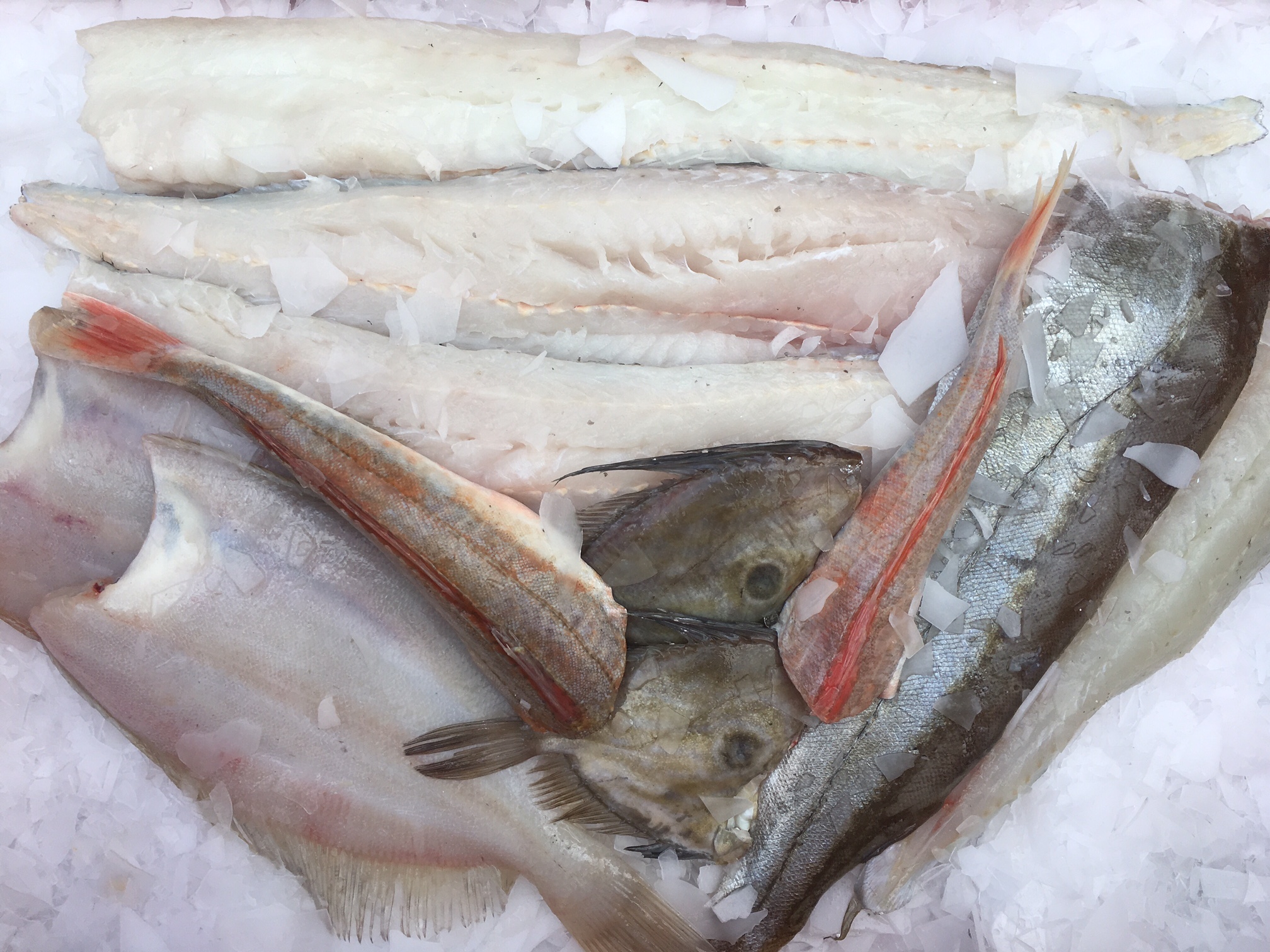 Buy fresh fish online from cornwall delivered to your home in 24 hrs