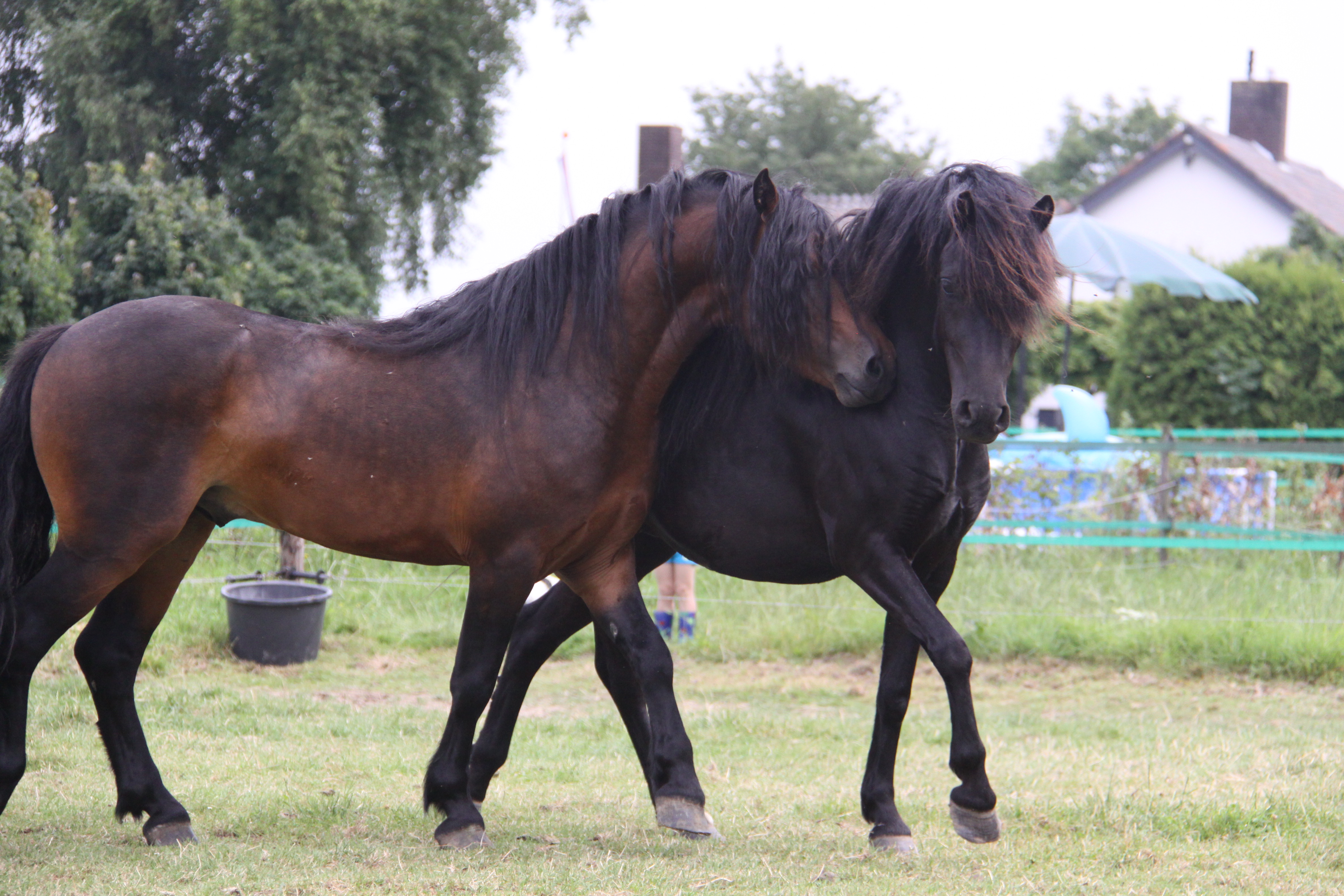 dartmoor stal de remkettinghoeve