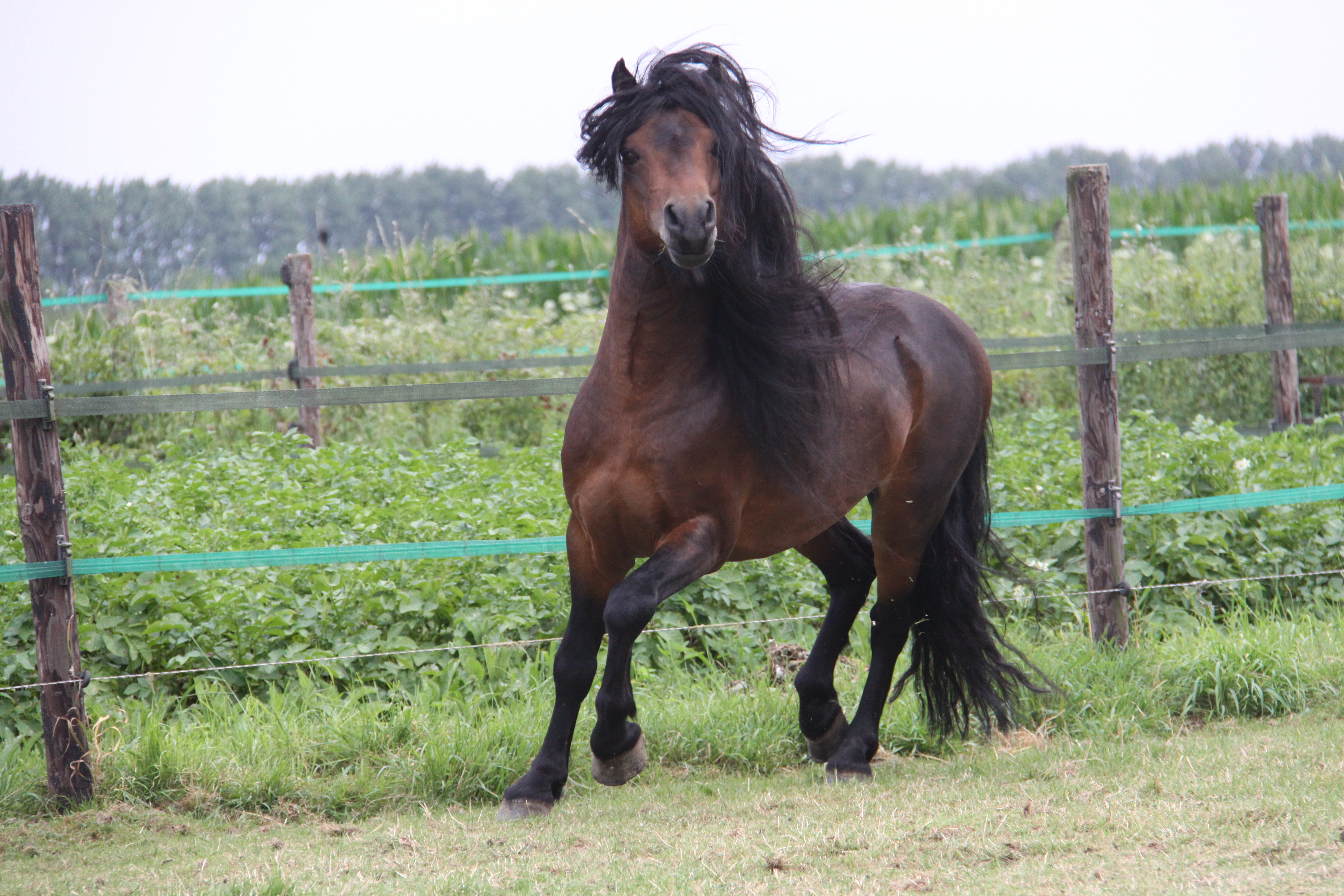 Dartmoor Pony Te Koop