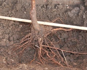 barerootplanting.jpg