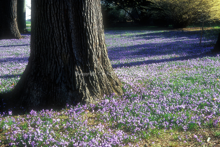 scilla-naturalized-under-trees-spring-17647.jpg