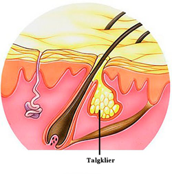 talgklierpng