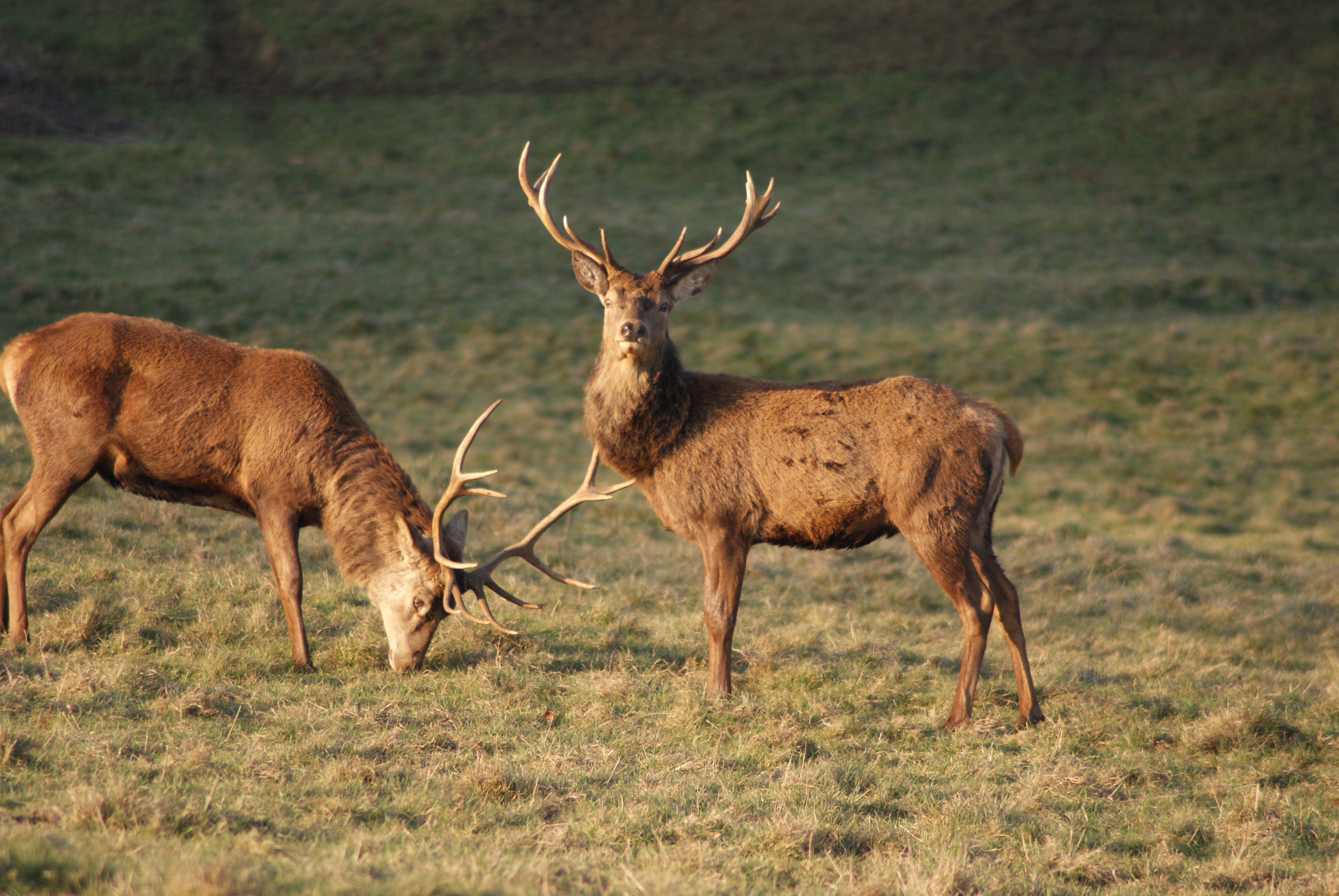 An opportunity to capture the local residents of Ashton Court Estate in the spring