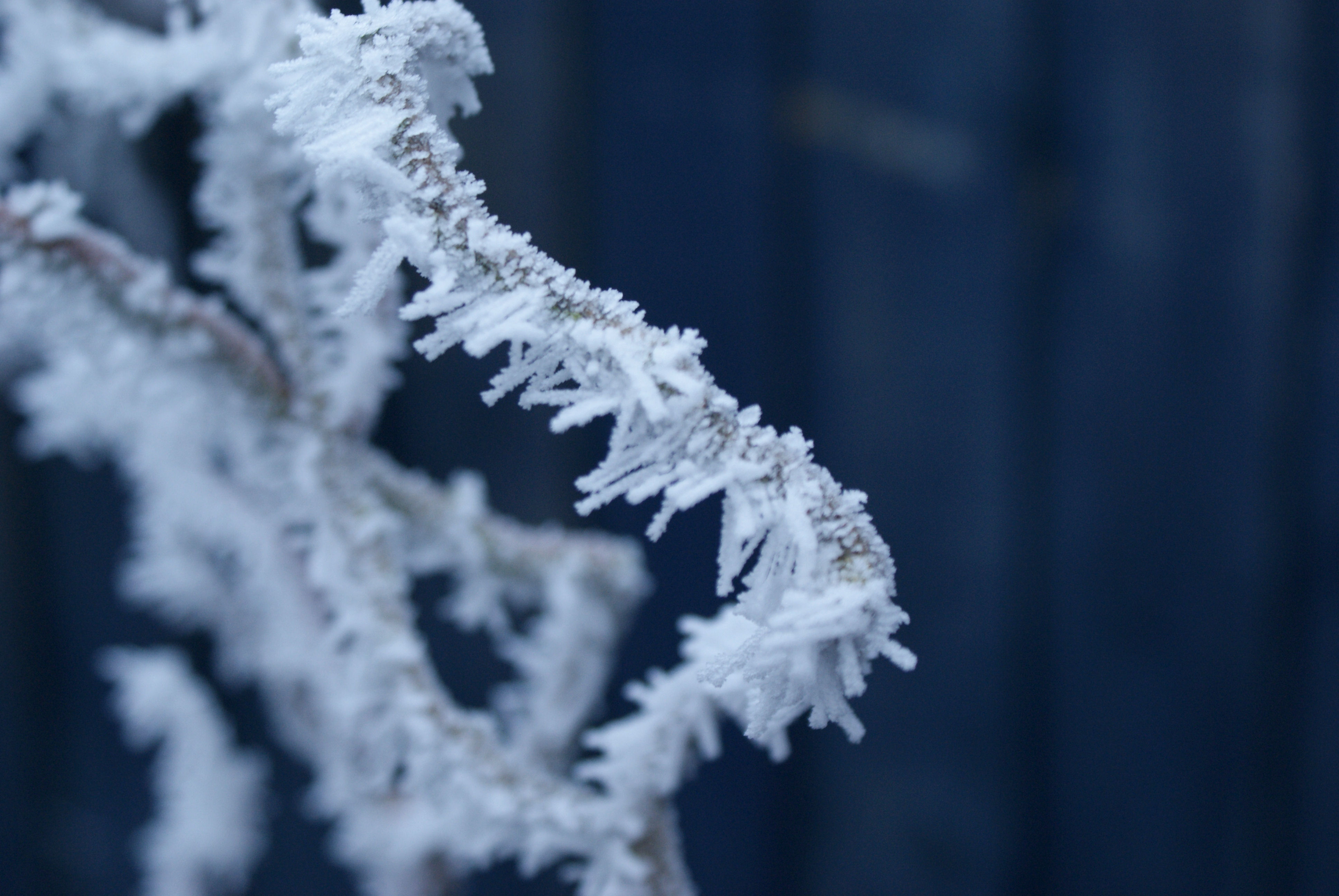 This frost was created during strong northerly winds creating horizontal filaments from the branches