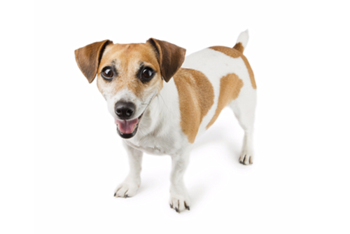 RSPCA Worcester | Dogs | Animal Welfare | Animal Cruelty | Animal Charity