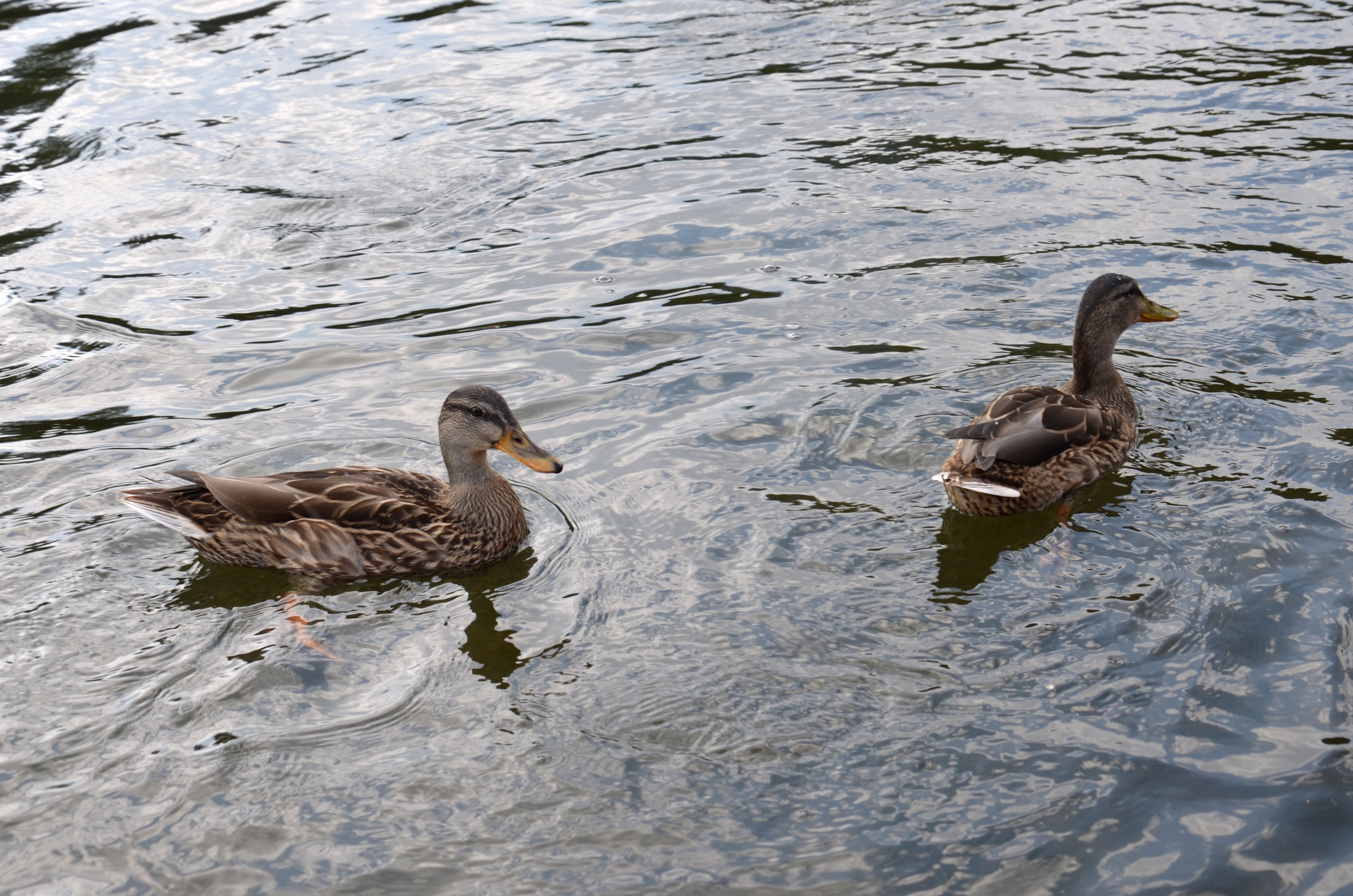 dsc_0902_1jpg