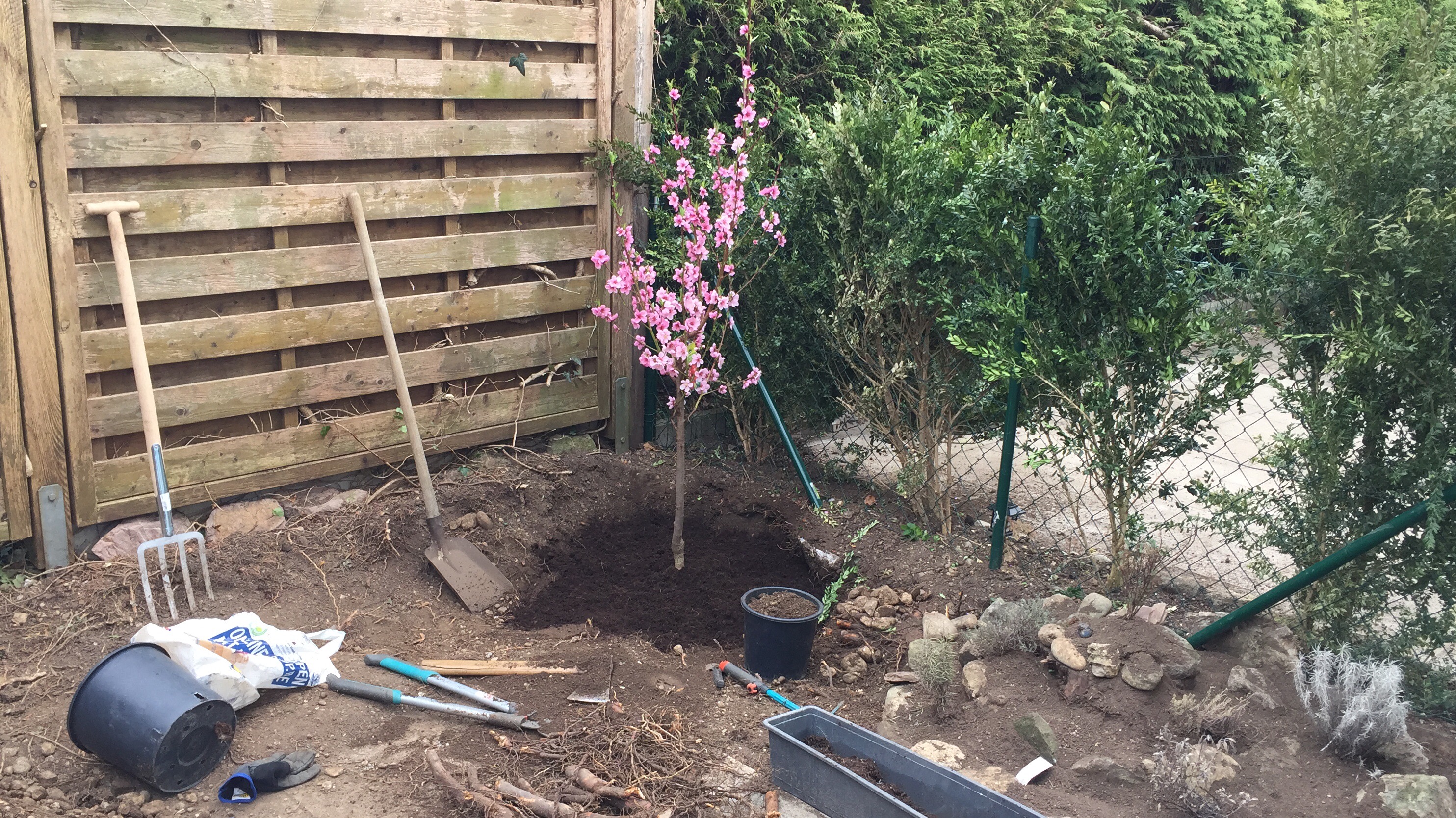 Planting the nectarine Tree in the Herb Garden