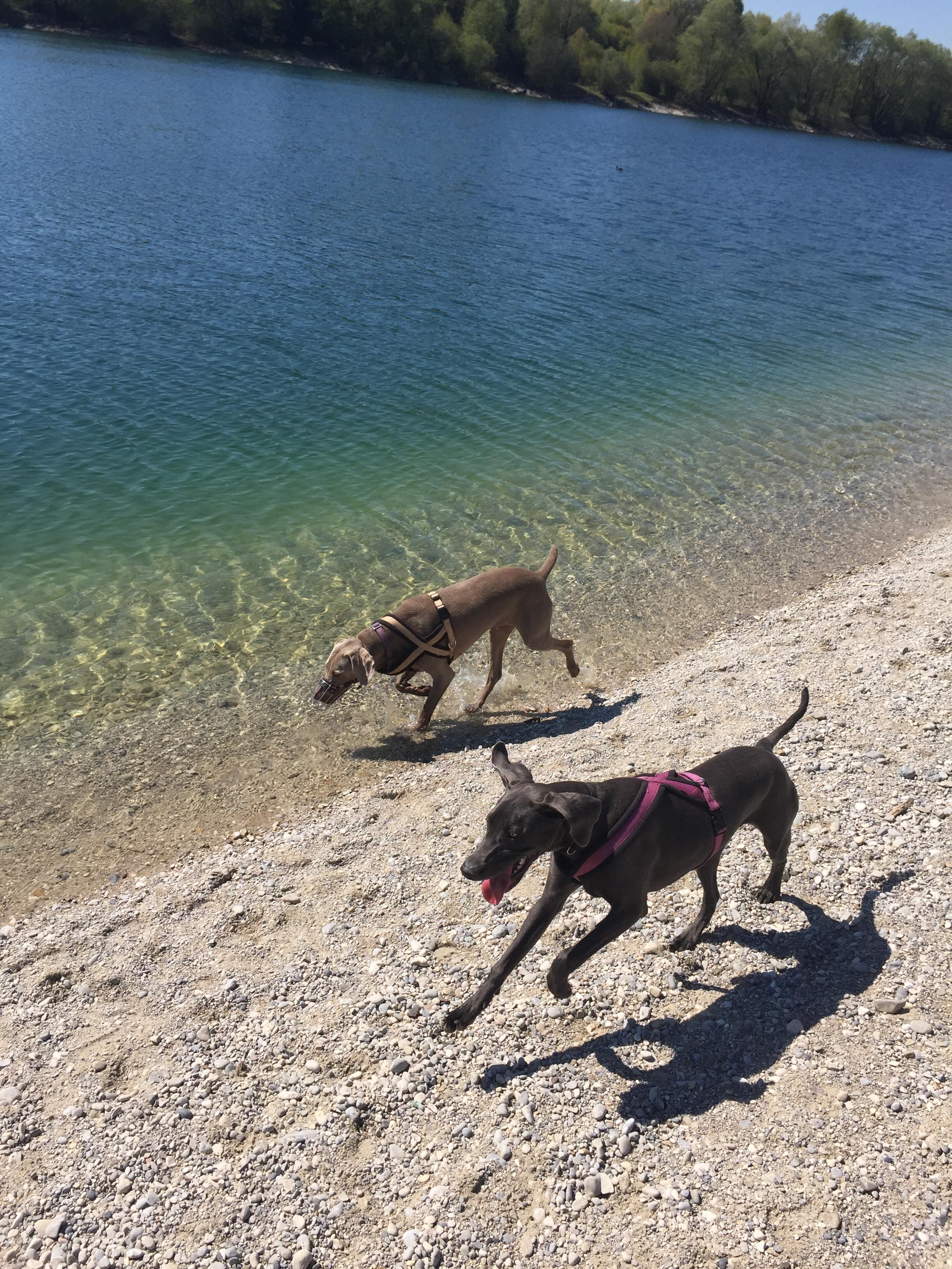 The dogs (Lily and Lotty) enjoying the local lake