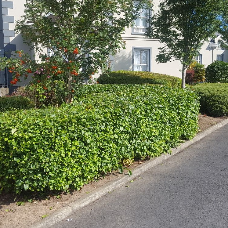 Hedge Cutting