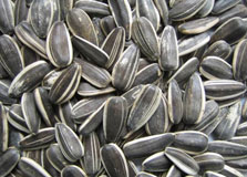 SEEDS