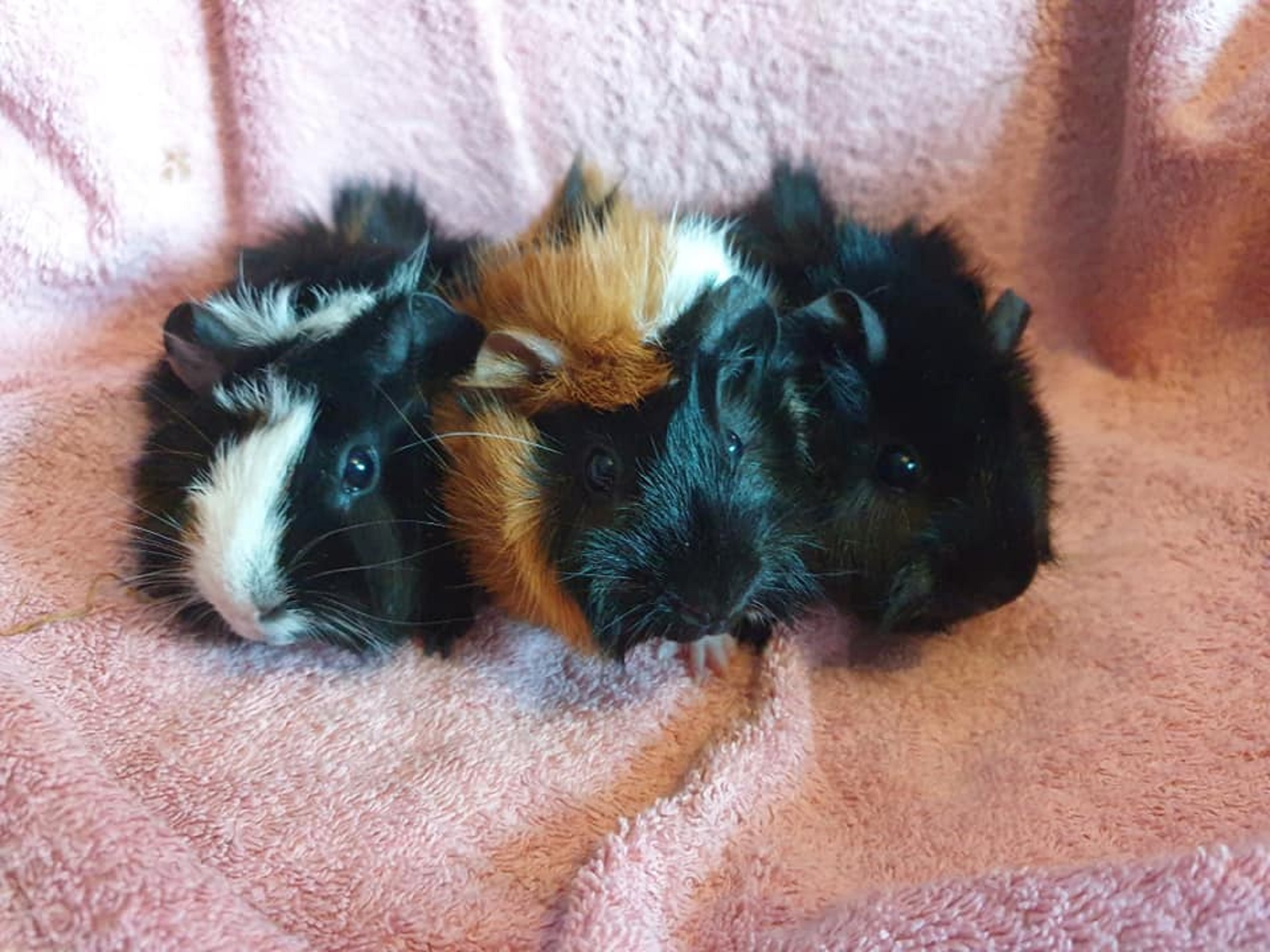 EEVEE, POPPY & SQUEEKY May 9th 2021