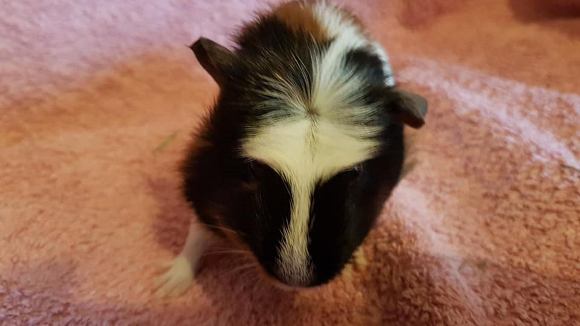 COCO (was FLOPSY) Oct 29th 2018 to April 2nd 2024