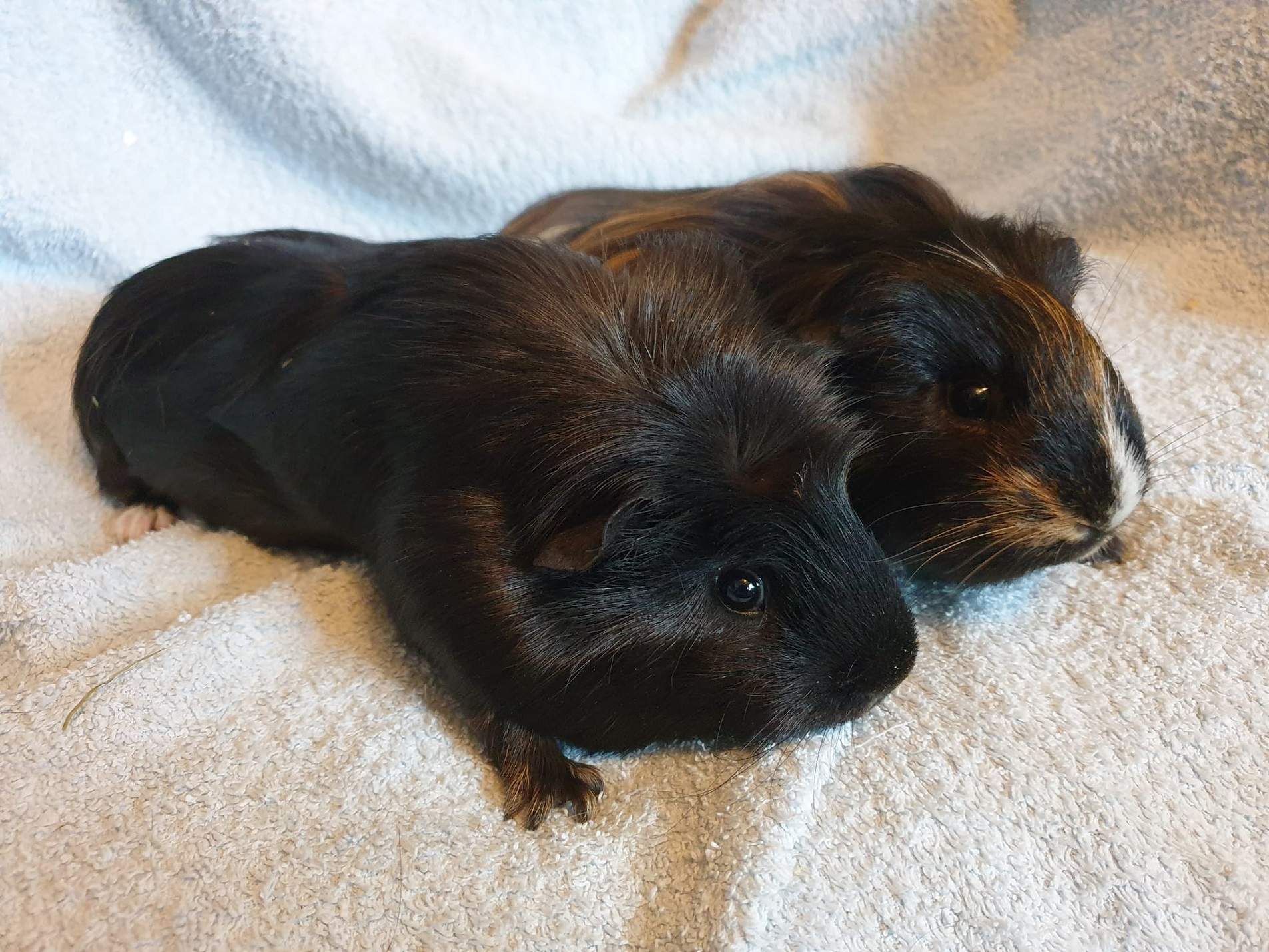 CRUMBLE & NUGGET October 14th 2022