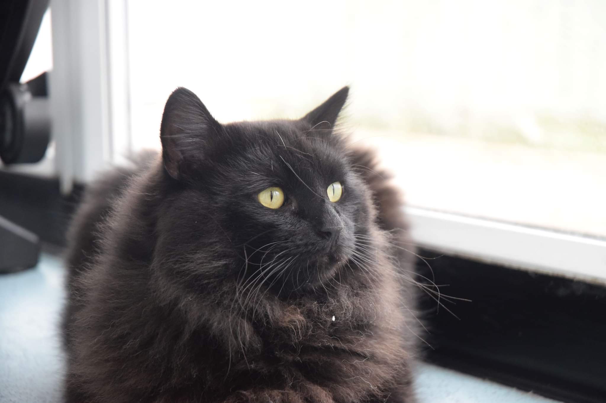 RSPCA Worcester Cats Animal Welfare Animal Cruelty Animal Charity