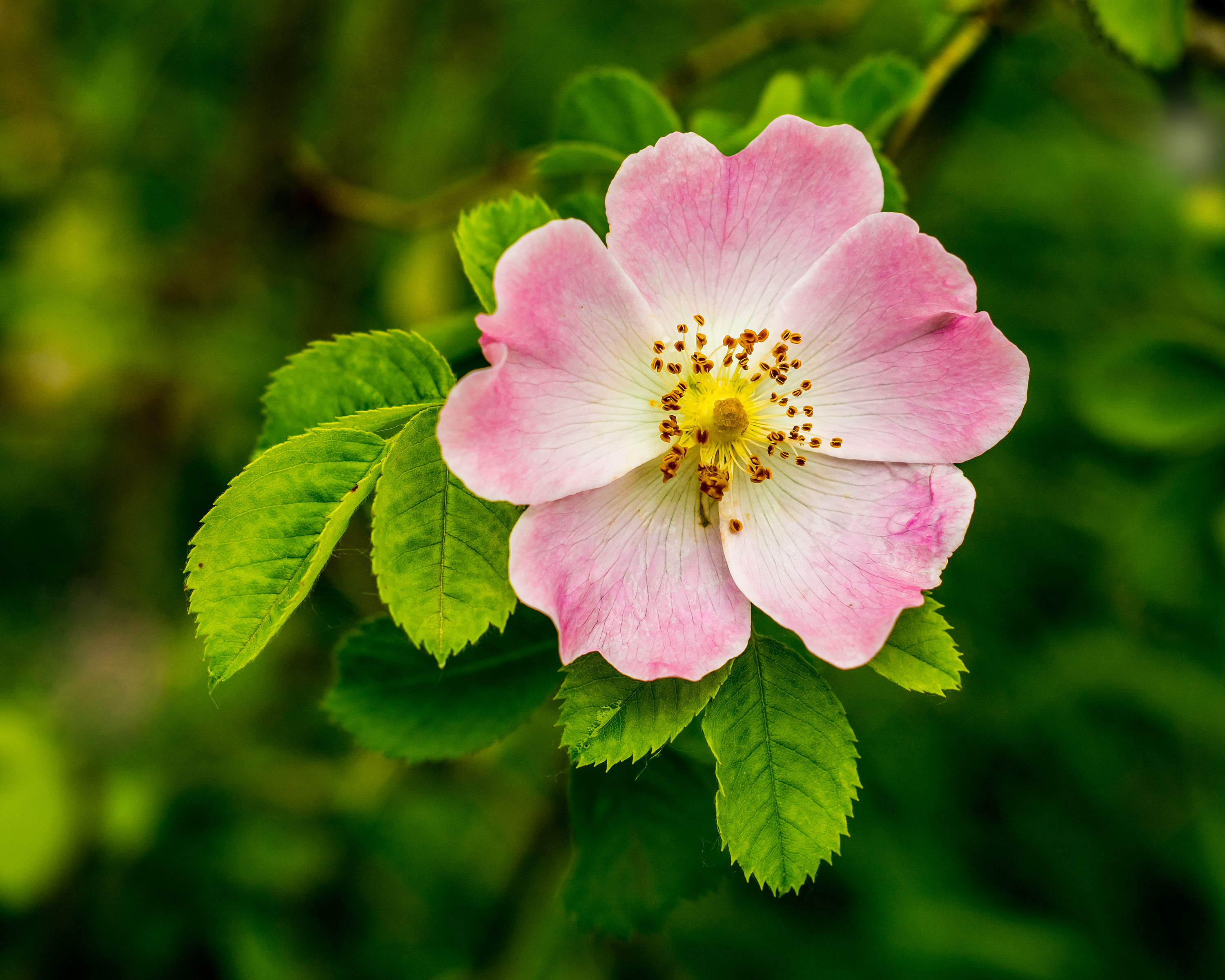 Rosa caninajpg