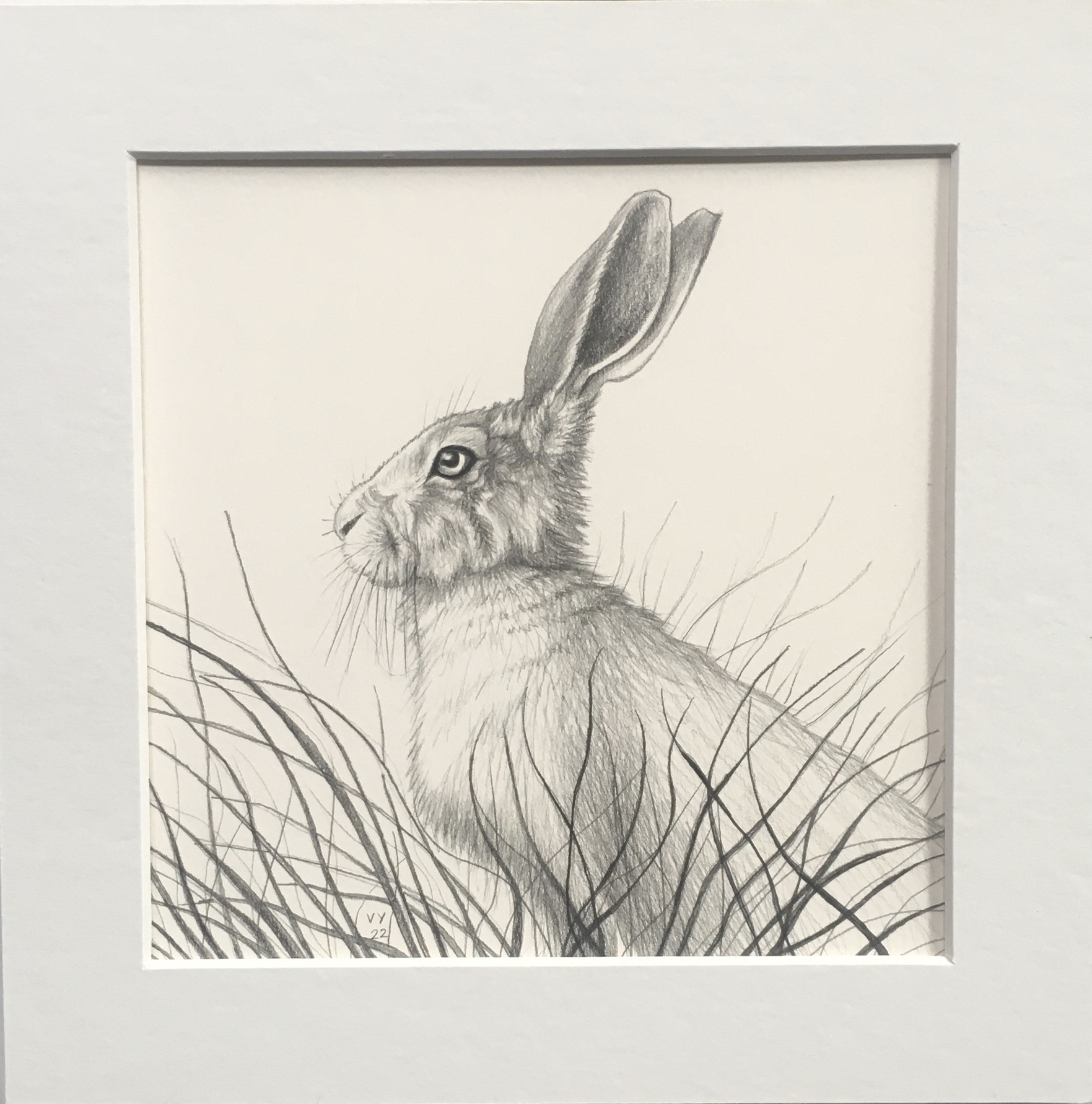 Hare in long grass drawing