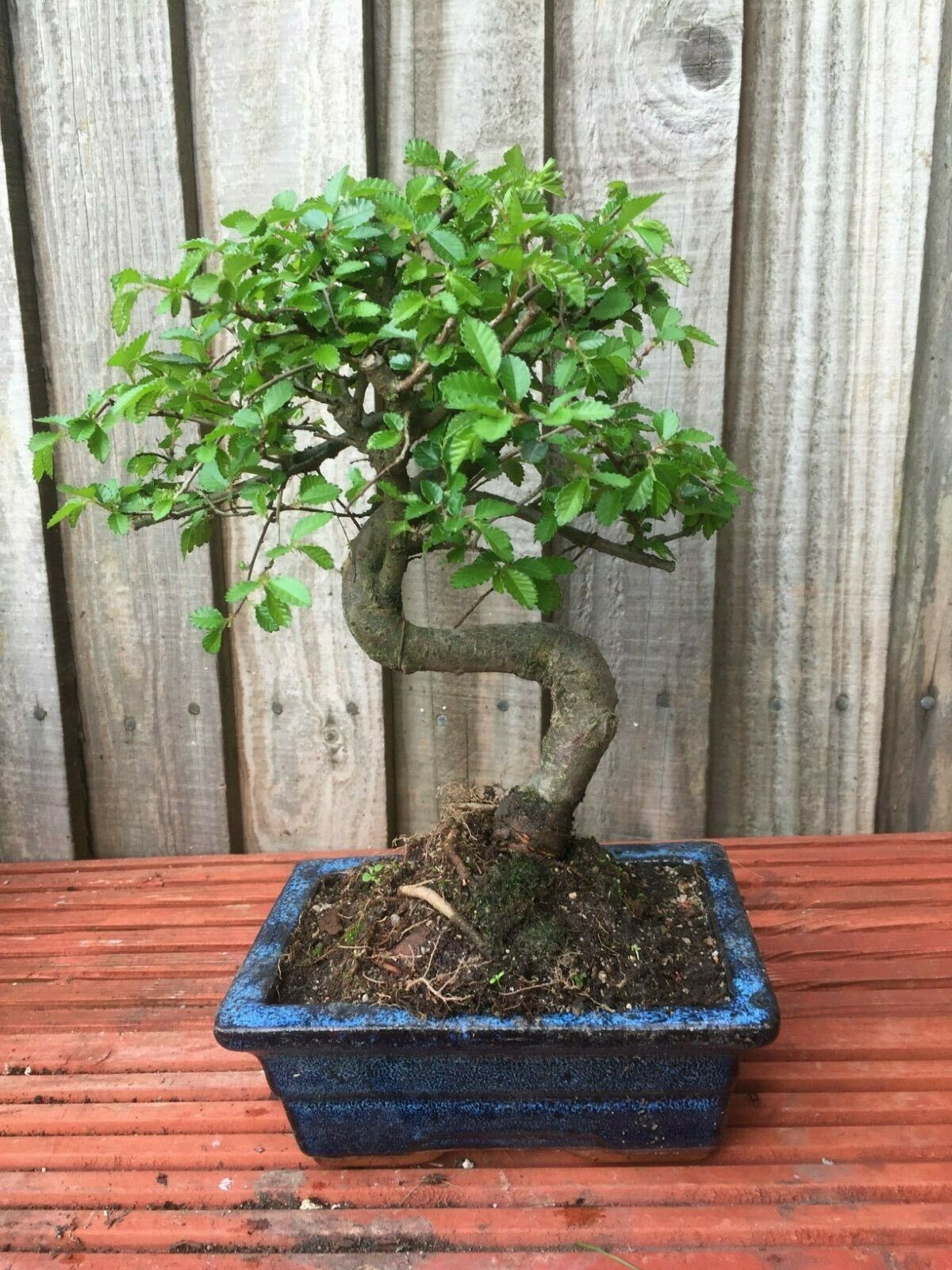 Indoor/Outdoor Bonsai Trees, Soils, Ceramics, Fertilisers and