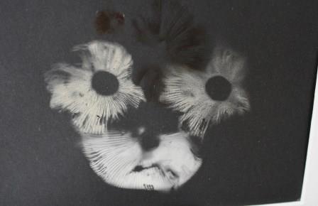 Multicoloured spore print reminded the buyer of her dog!