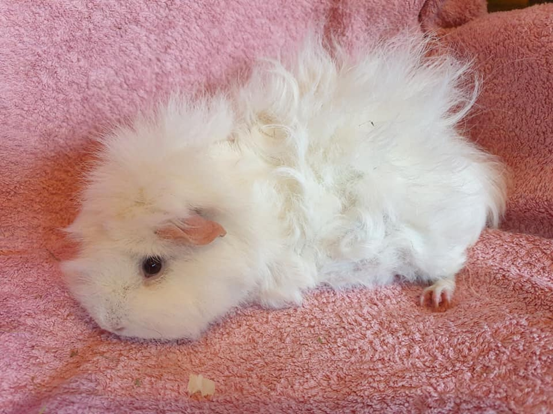 PENELOPE (was SNOWY) Aug 2019 to Dec 16th 2021