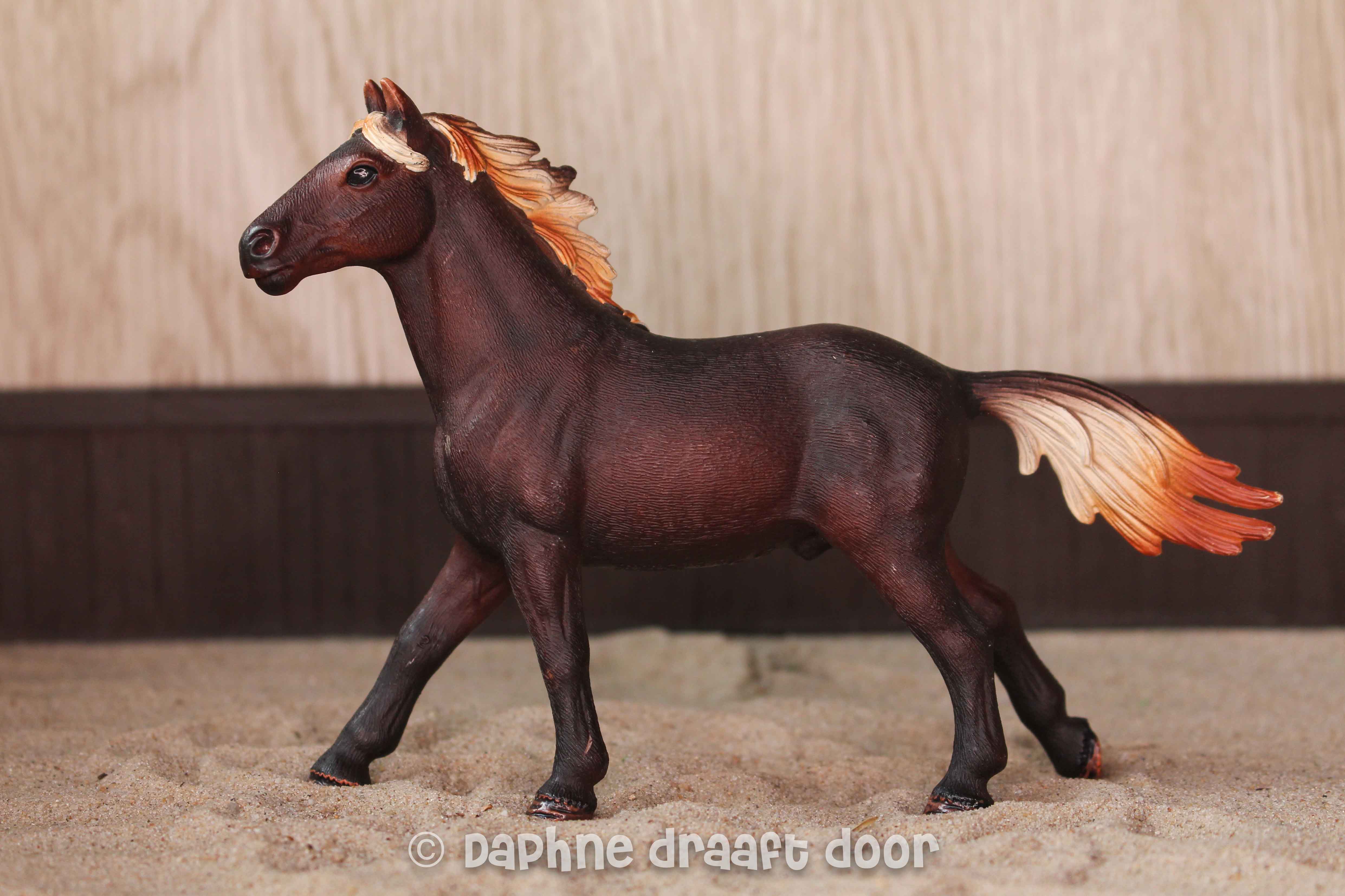 paard: Mustang hengst 13805