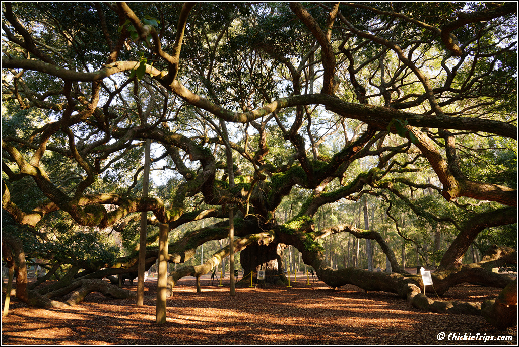 Angel Oak Tree -Historical landmark in Charleston, South Carolina